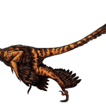 Daily Dive # 112 | Dinosaur Feathers Were Remarkably Similar to Birds